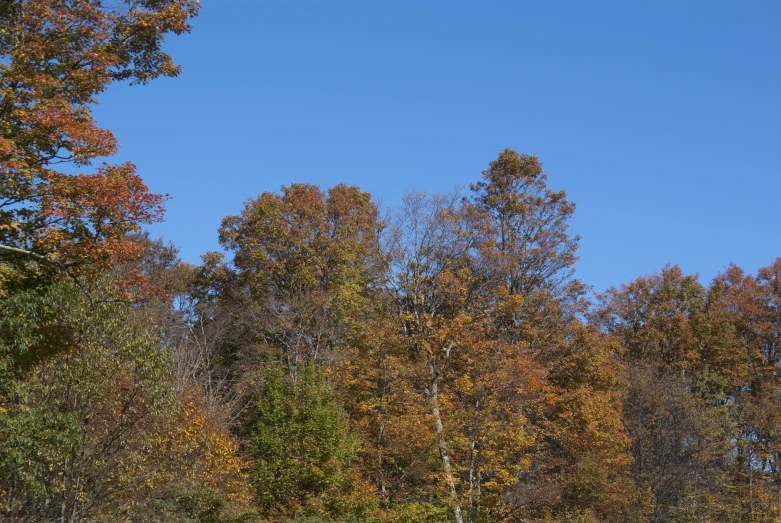 trees with leaves changing on a blue day