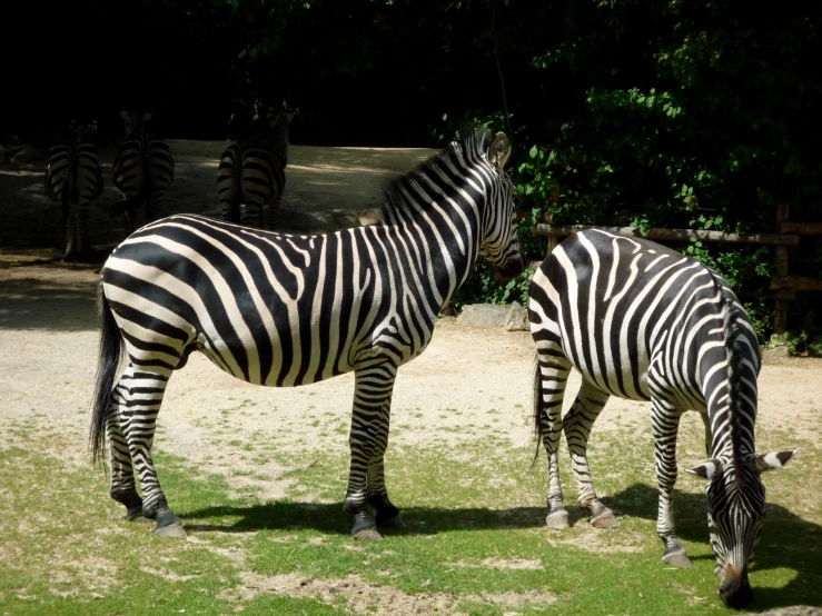 two zes are standing by each other in a field