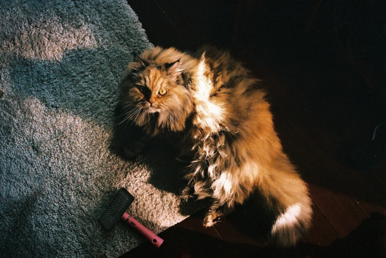 a fluffy cat is standing on the carpet