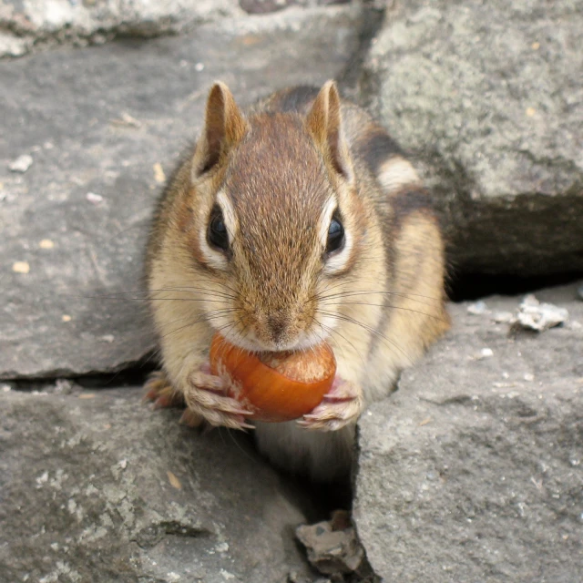 there is a squirrel that is eating soing