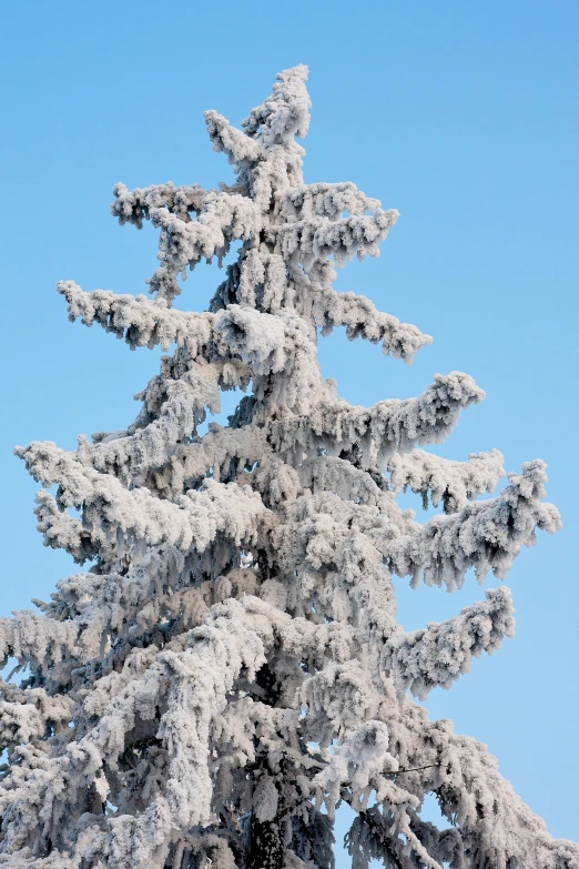 a clear blue sky is in the background of a pine tree