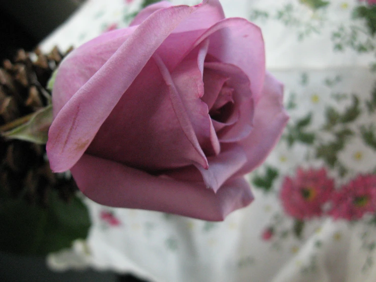 a pink rose on a pine cone on top of a blanket