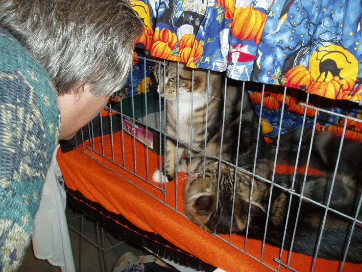 a cat sits inside a cage while someone pets it