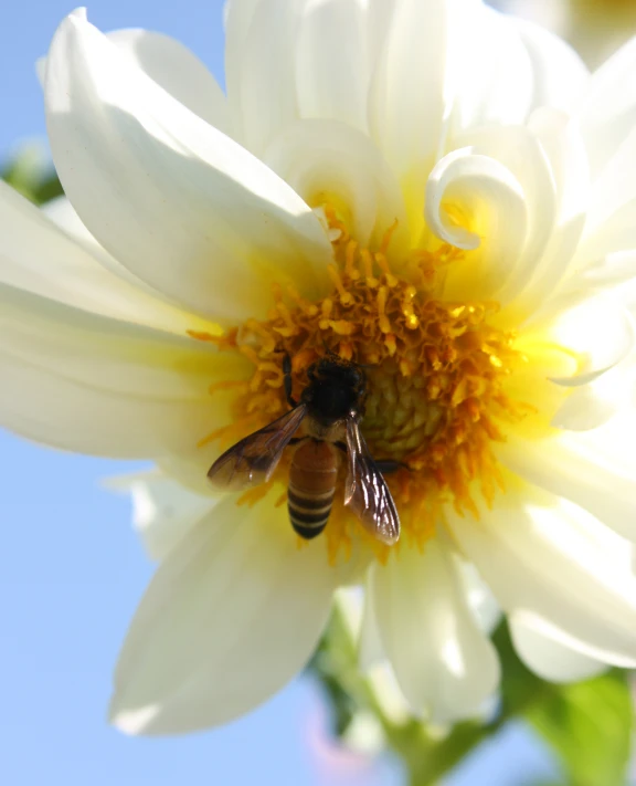 a honeybee gathers pollen on a bloomed daisy