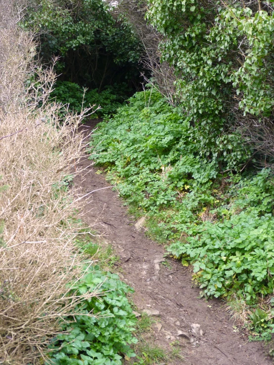 the path along the woods has weeds on it