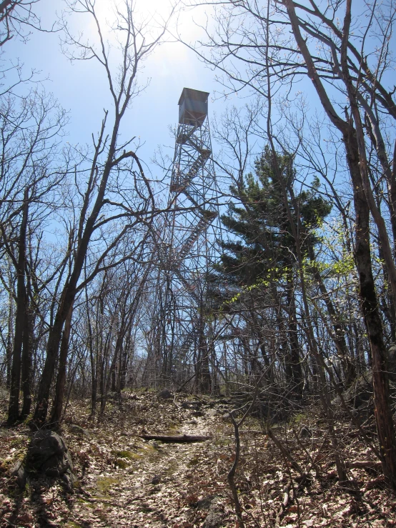 there is a very tall fire hydrant in the forest