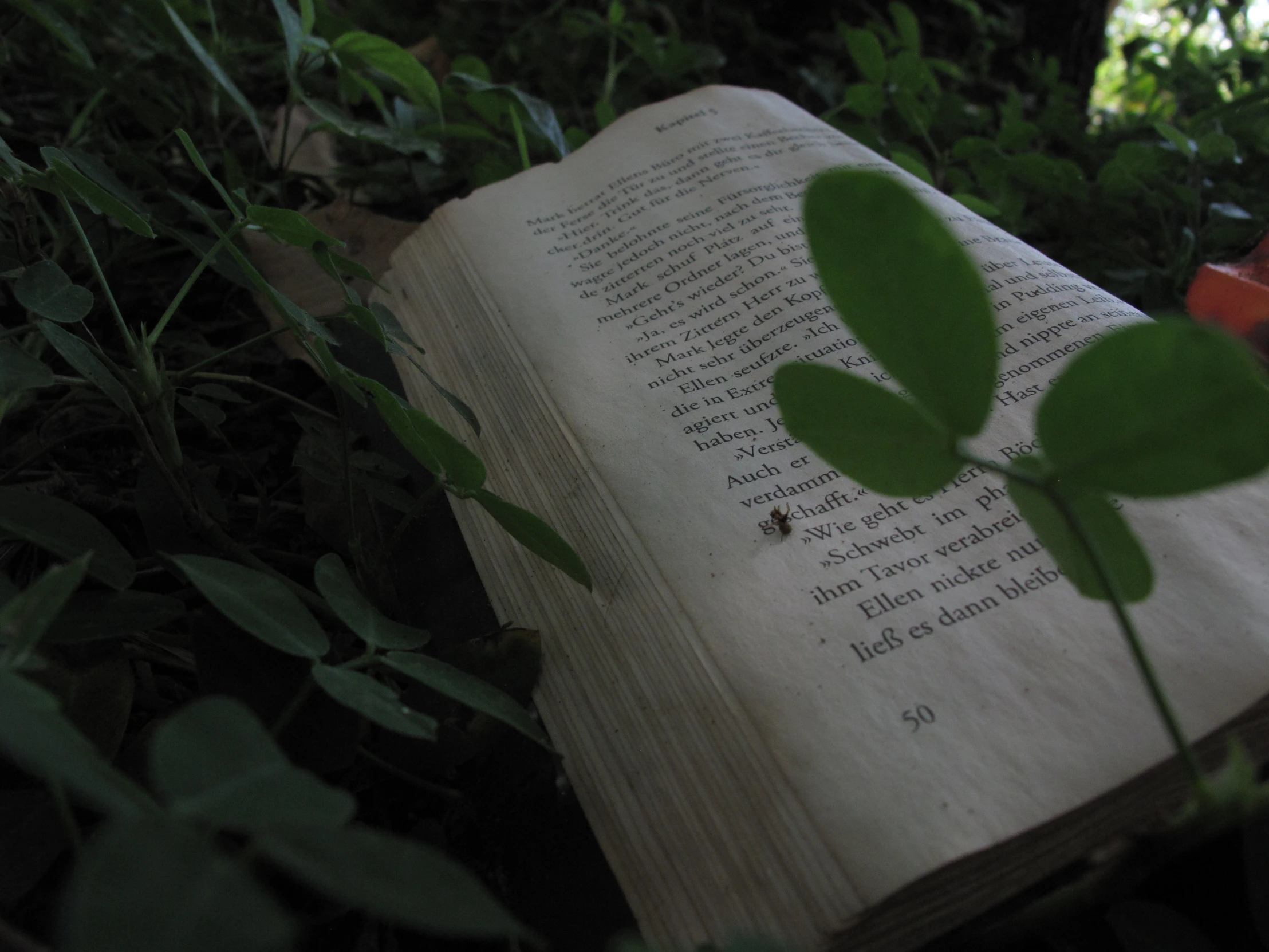 an open book with a small leaf
