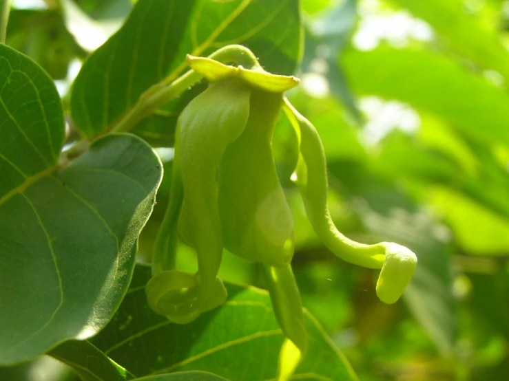 a green nch with small seed pods hanging