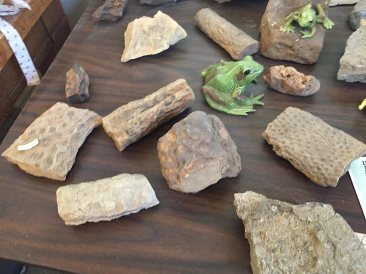 rocks and plant life displayed on wood table