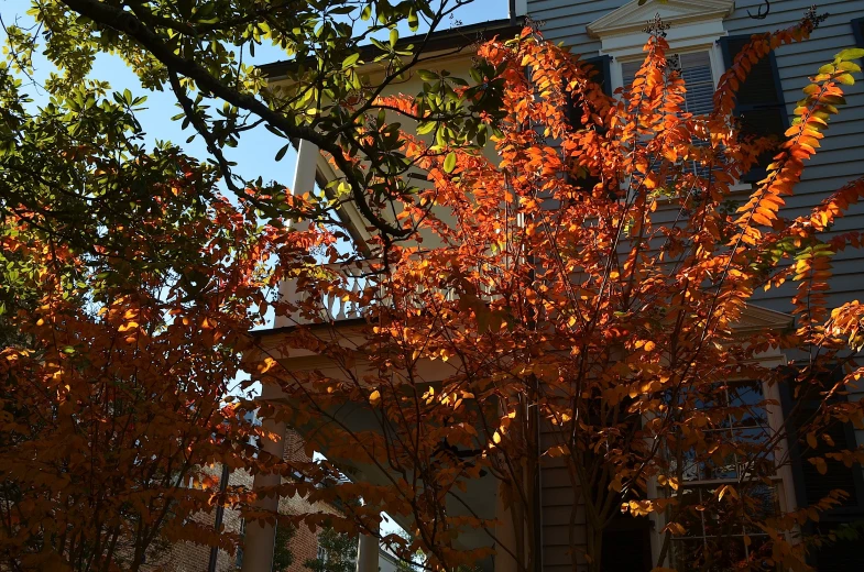 a building next to some trees with orange leaves