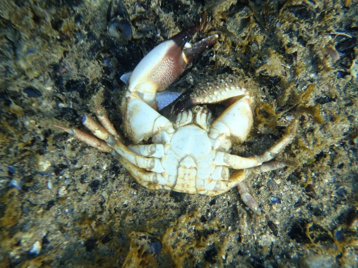a sea crab is on the reef with its head in the water