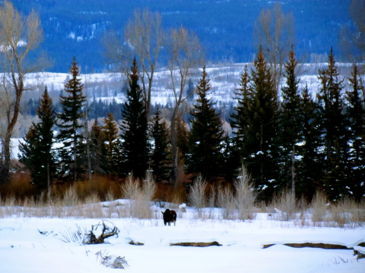 an animal standing in snow covered field next to trees