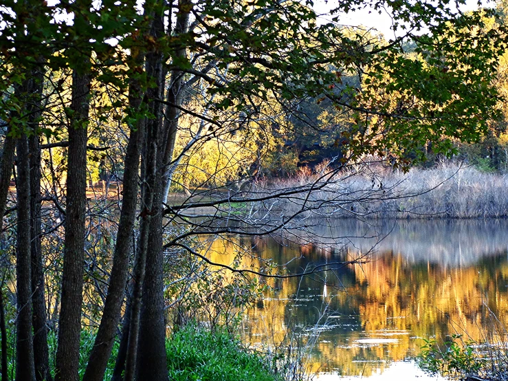 a water way surrounded by trees with no one on it