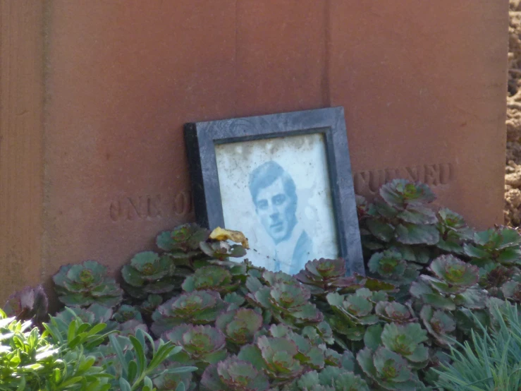 a picture frame with an image of a man's face and a plant growing against it