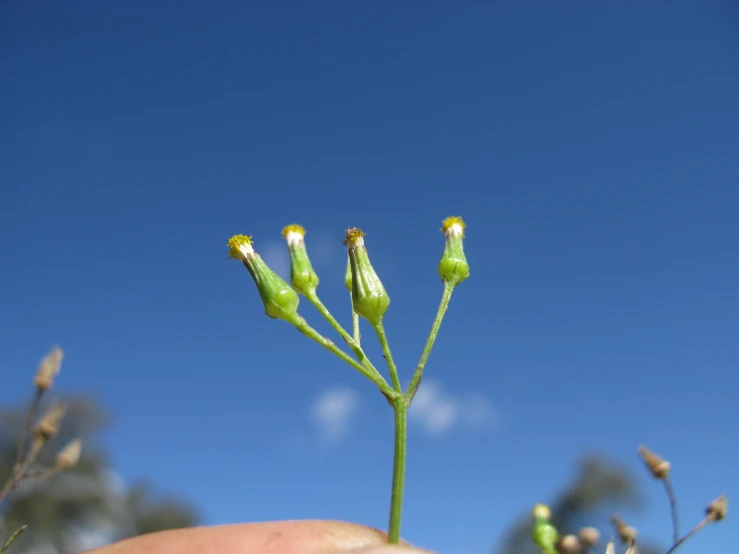 a person holding out their thumb to look at a tiny green plant