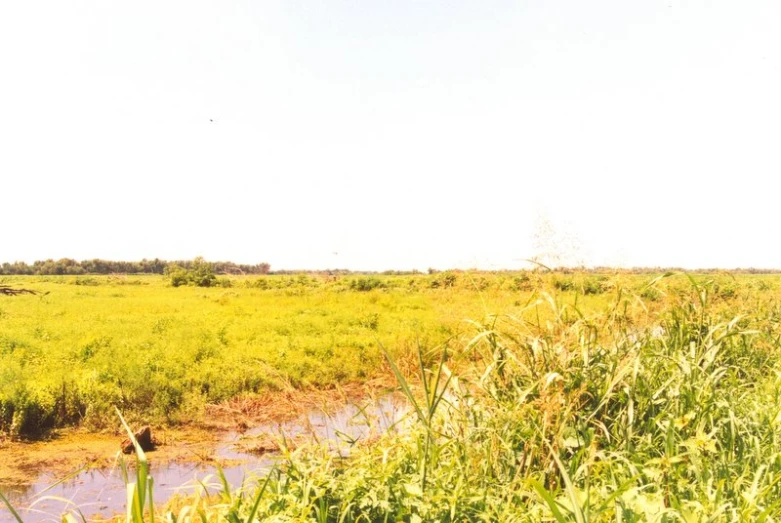 the grassy plain is filled with water and shrubs