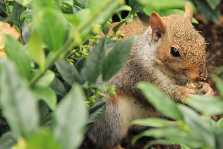 a small squirrel is standing and eating from its mouth