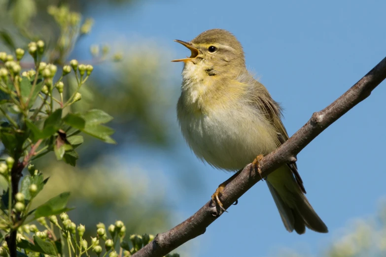 a bird sitting on top of a tree nch