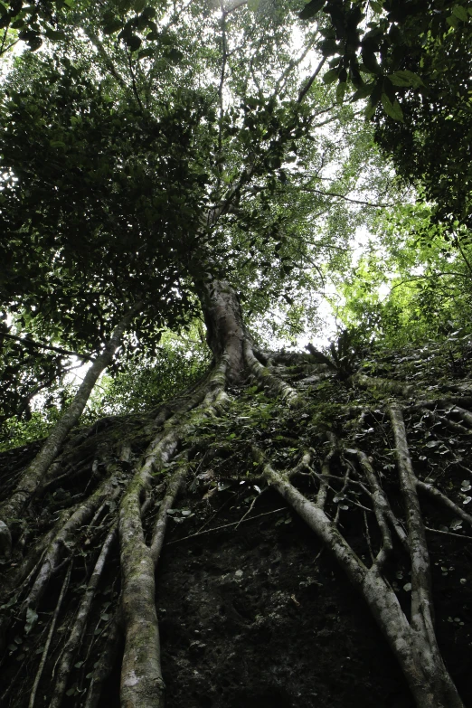 a large group of trees with no leaves