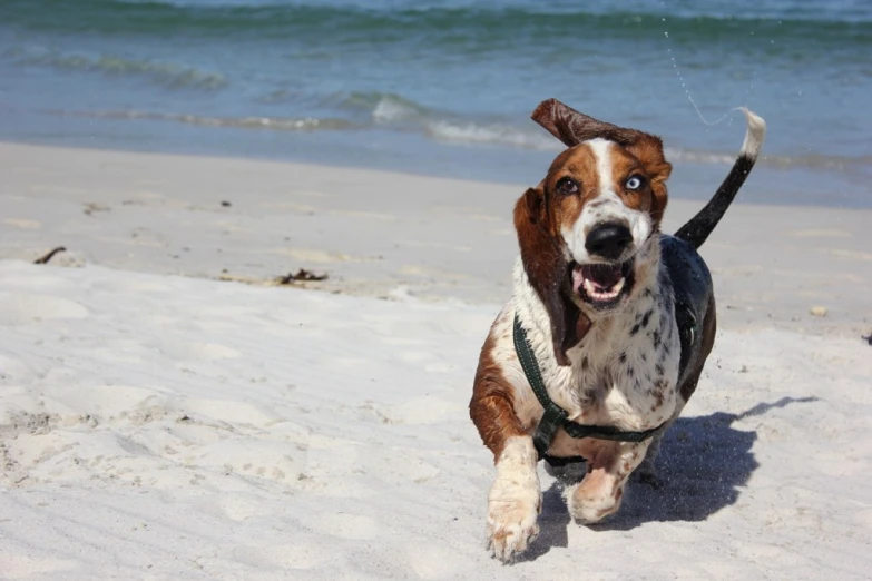 there is a dog running in the white sand on the beach