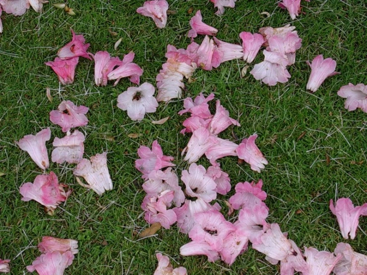 pink flowers fallen down on the grass outside