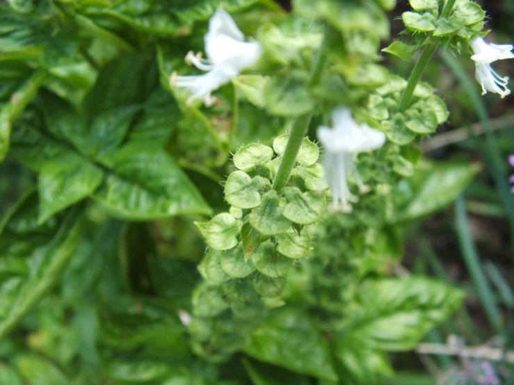 some flowers and leaves in the sunlight