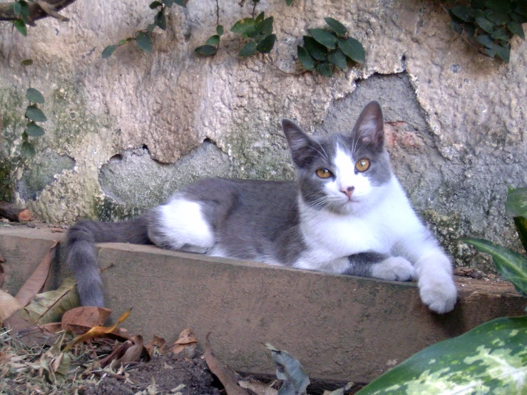 a white and grey cat is laying on the concrete ledge