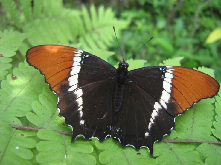 an orange and black erfly sitting on some green leaves