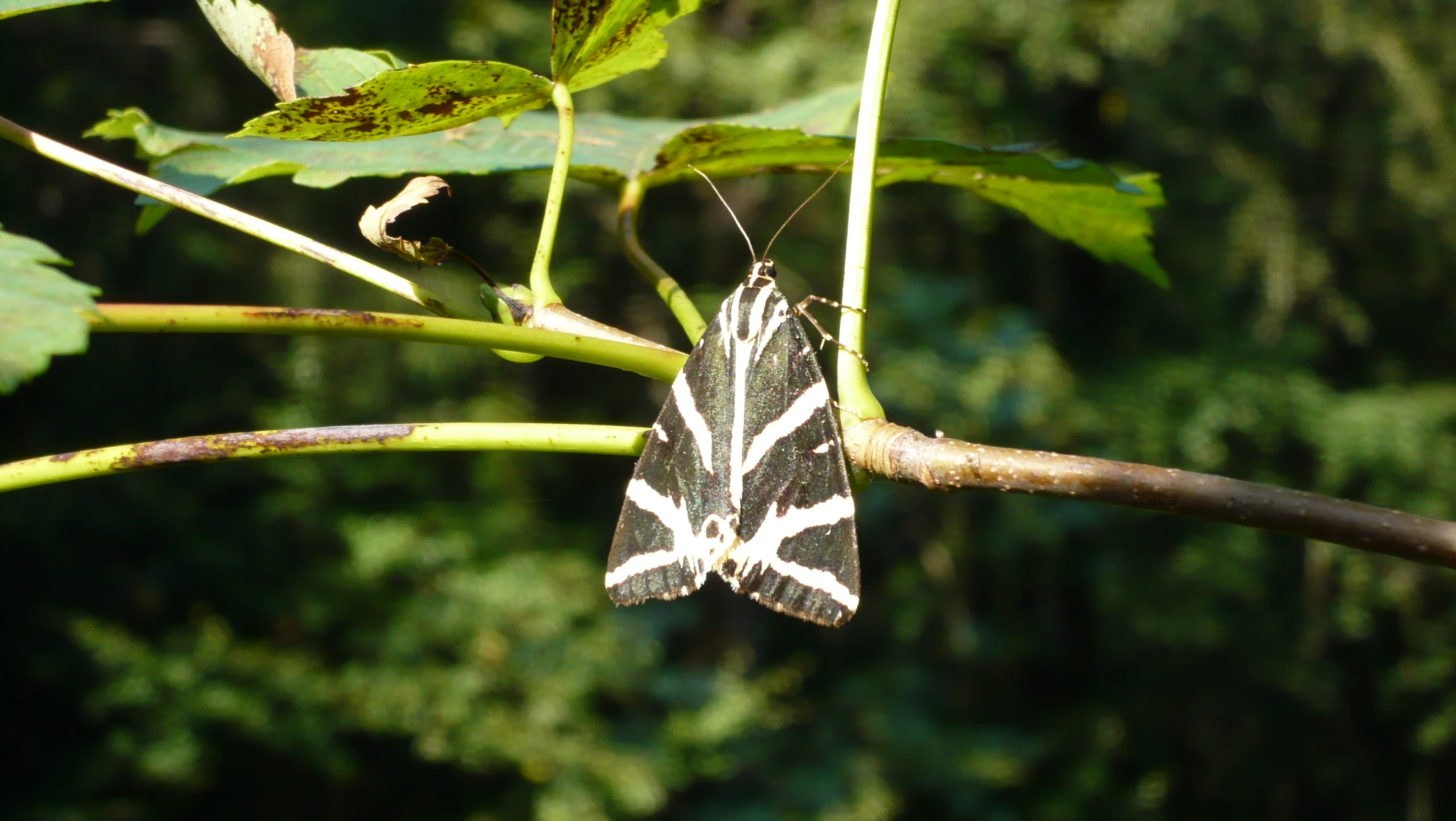 there is a moth hanging on the nch of a tree