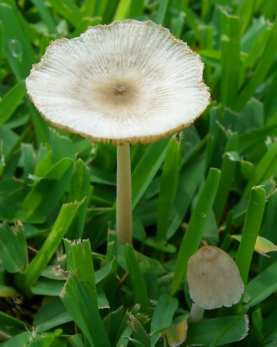 a close up of a mushroom on the ground