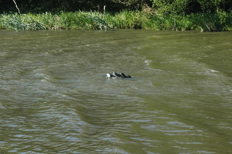 four wild animals swimming in a green river