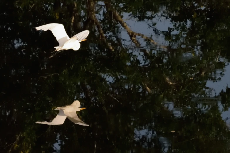 two white birds flying over trees reflecting in the water