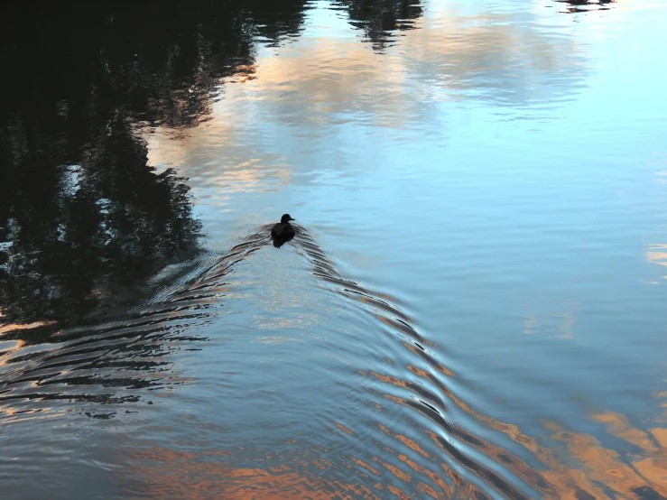 a lone duck is sitting on the water