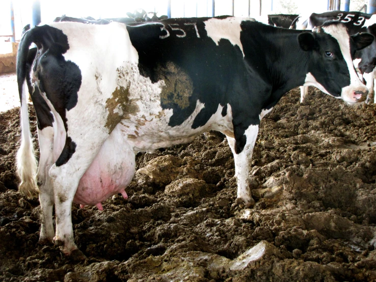 two black and white cows standing in some mud