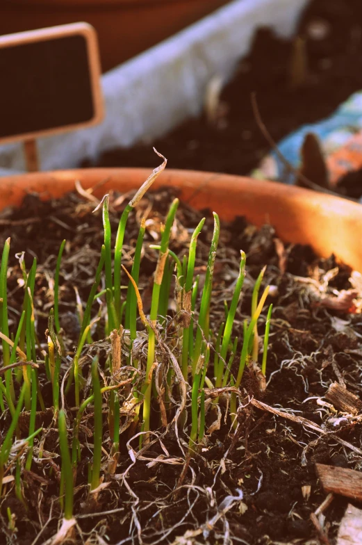 small grass grows in the dirt of a pot