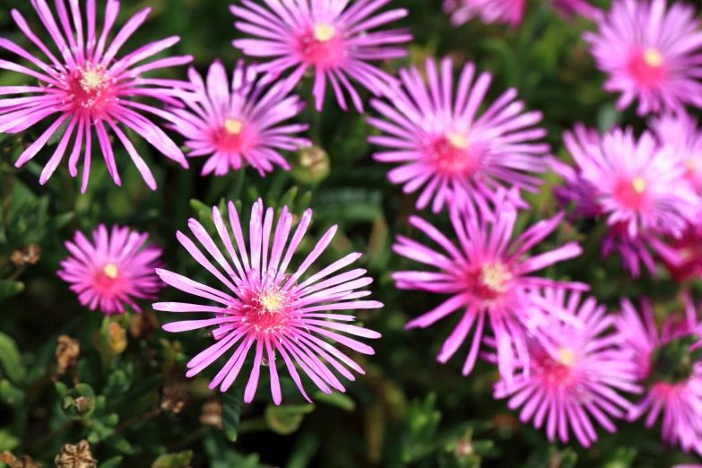 a very pretty looking pink flower by some bushes