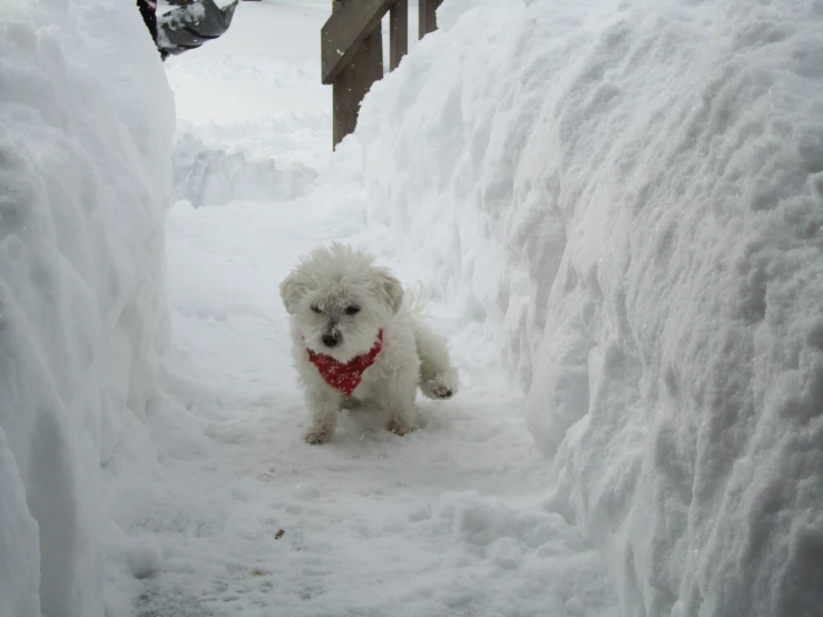 a small white dog walking down a sidewalk in the snow