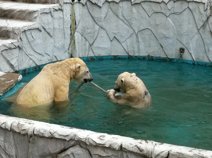 two polar bears are in their pen as they play