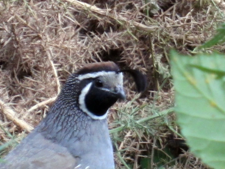 a close up view of a bird sitting in grass