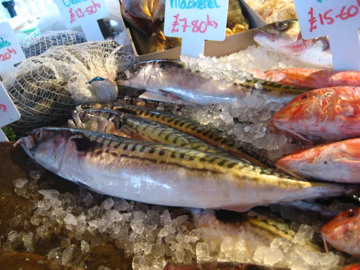 assorted fish and seafood displayed in ice at a market