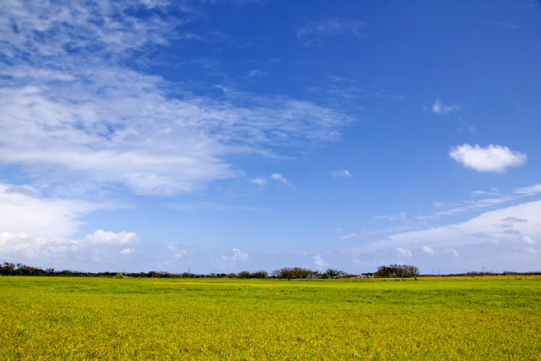 a grassy area with trees and blue sky