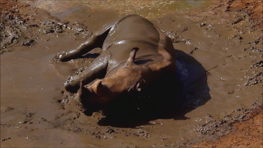 a baby elephant lying in a muddy dle
