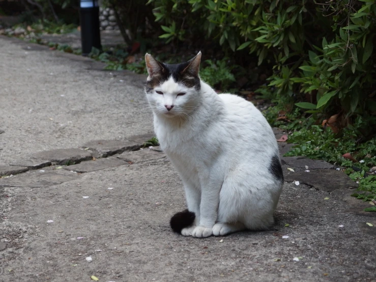 a black and white cat is sitting in the street