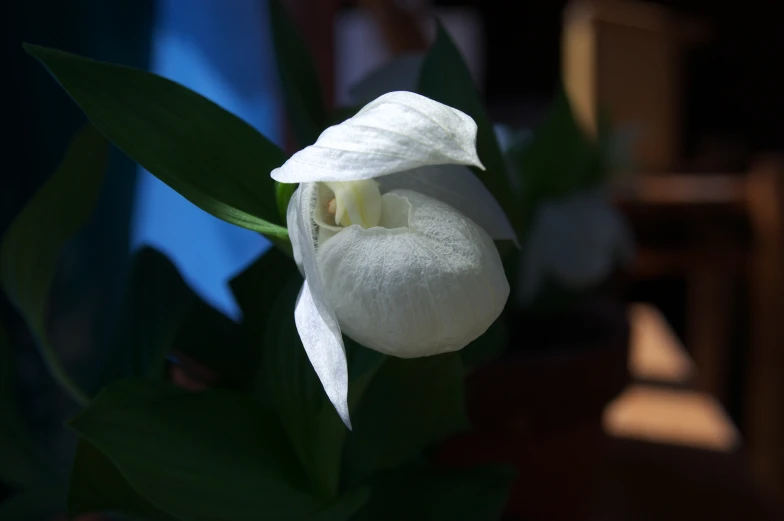 white flower with green leaves in a room