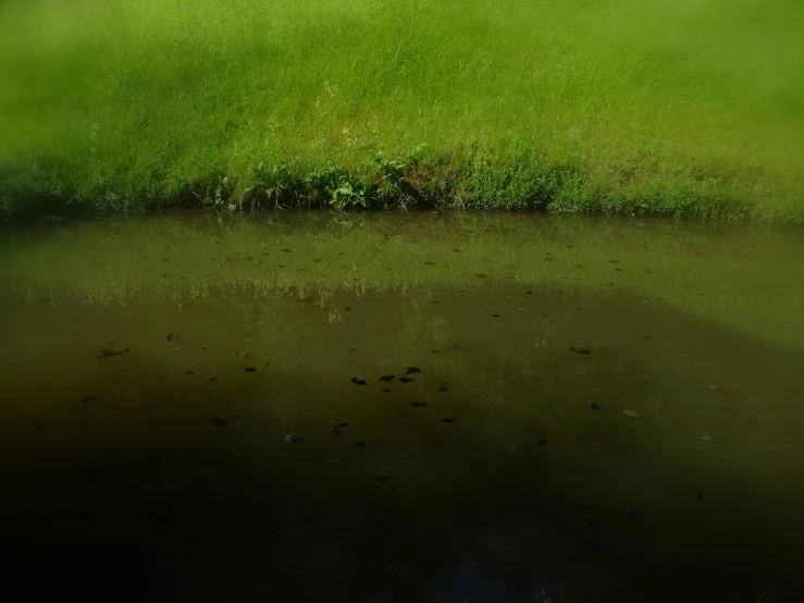 a pond in front of some grass next to a field