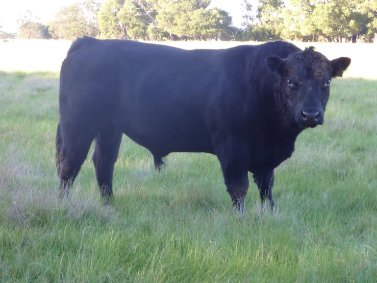a black cow with long horns standing in the grass