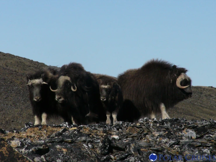 the animals are standing in the rocky mountain