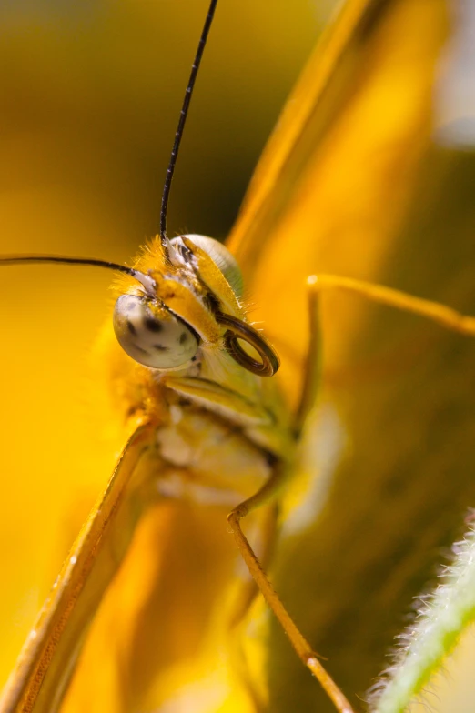 the insect is sitting on the leaf outside