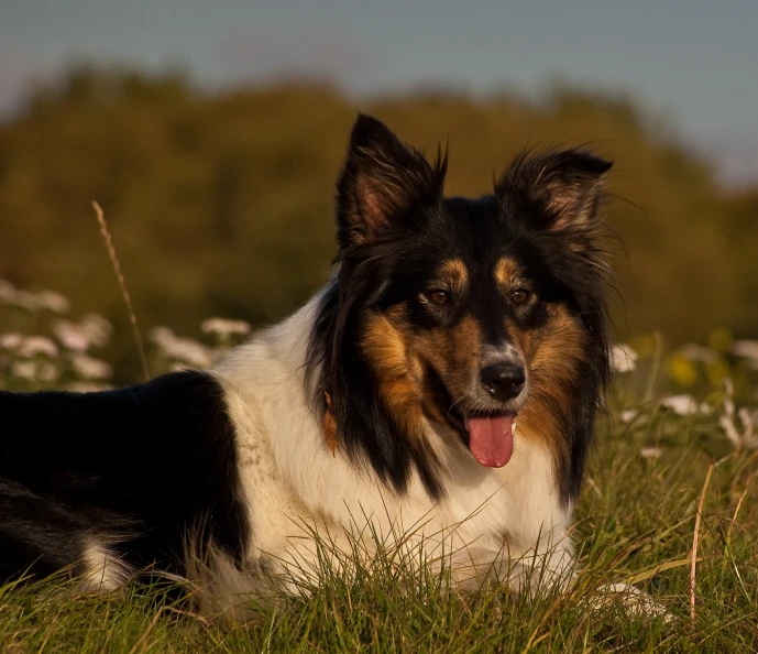 a dog is laying in the grass next to some flowers