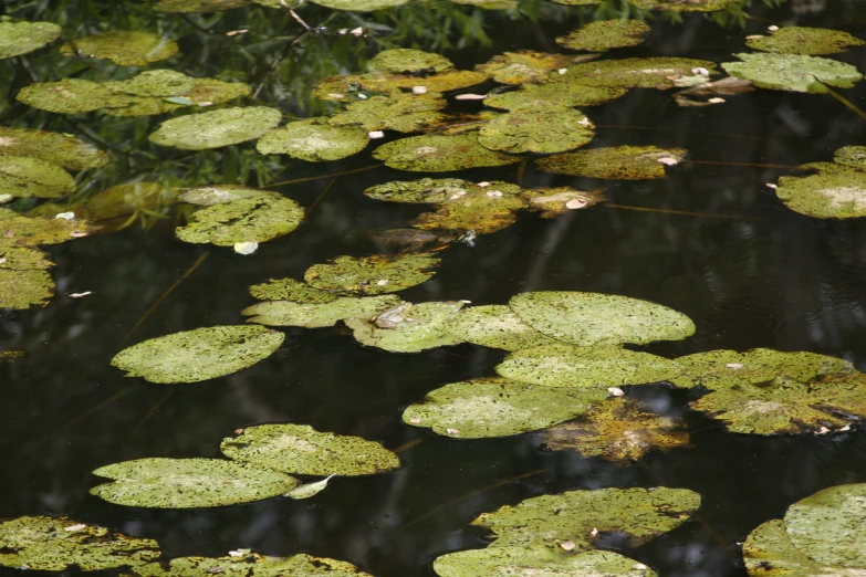 a body of water with lots of green leaves